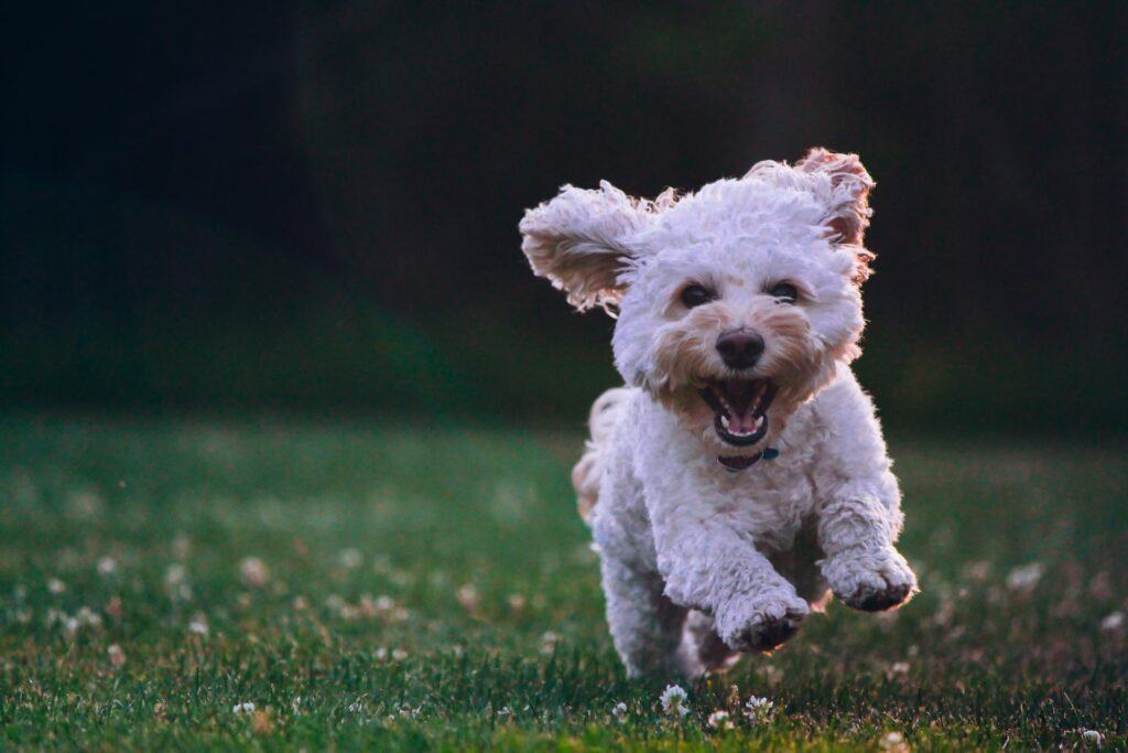 how long are puppies crazy? it mostly depends on age and training