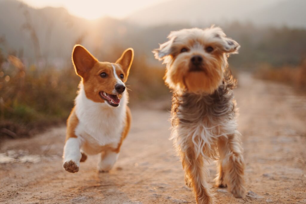 these two puppies might be crazy for longer because play could overexcite them