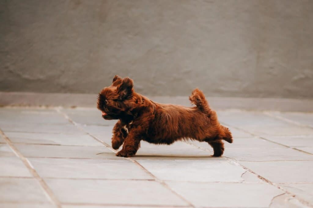 when puppies go crazy they'll just zoom off and forget their manners