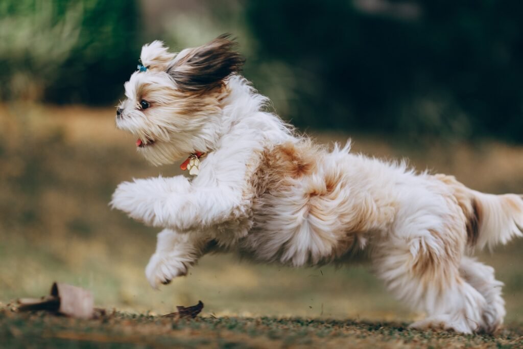 a walk outside can be pretty exciting! but is your puppy going crazy all of a sudden because of that - or because he's rolled in something that feels weird on him?