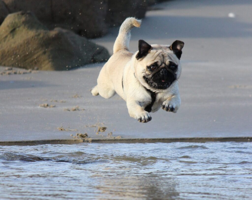 the zoomies can almost give your puppy wings