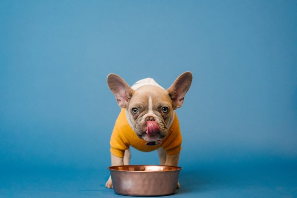 puppies should always drink plenty of water, even when they won't eat