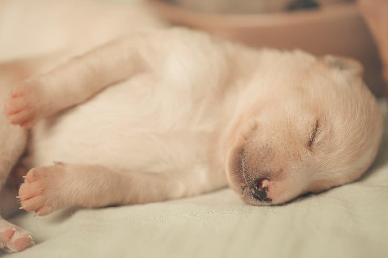 at what age do lab puppies sleep through the night