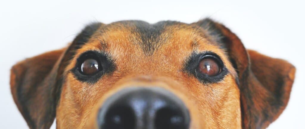 this dog's nose is basically already on your plate