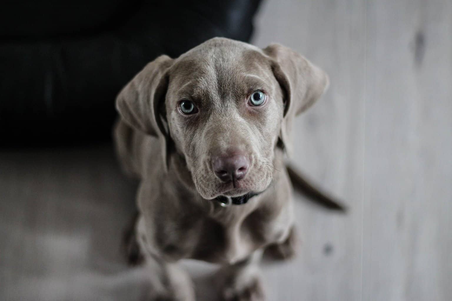 why do dogs stare at you when eating