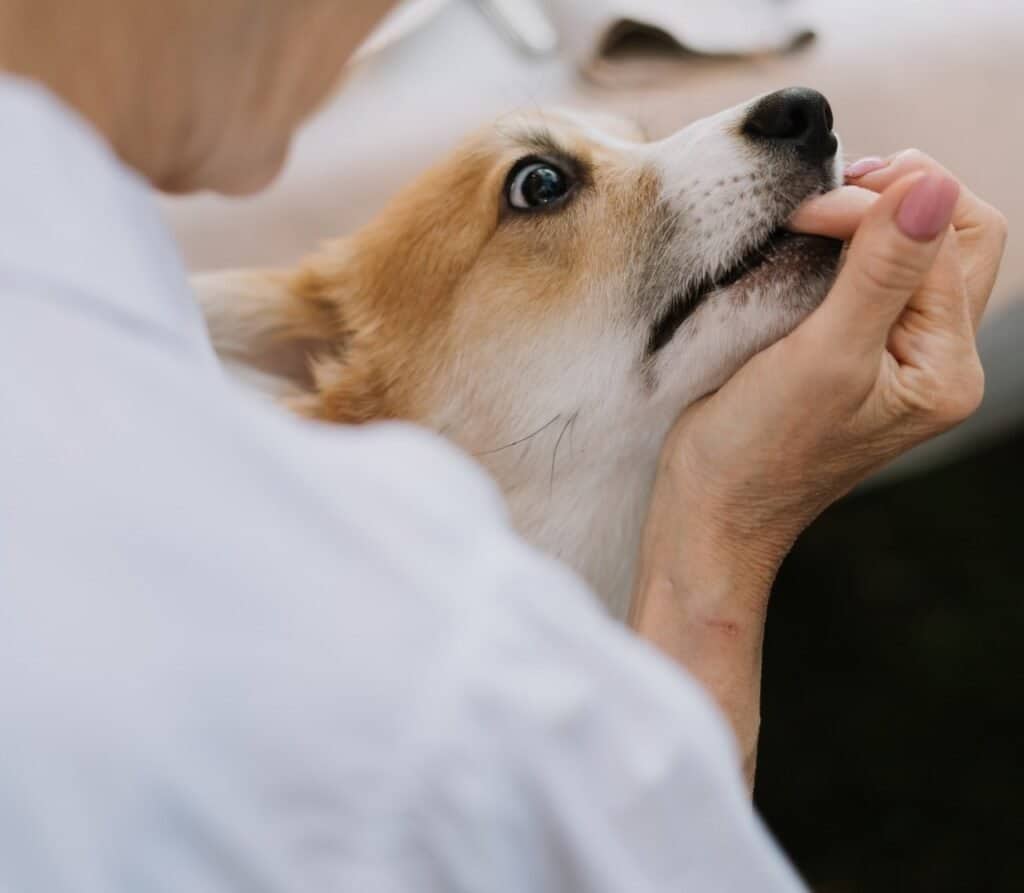 is your dog mouthing you - and only you - to get attention?