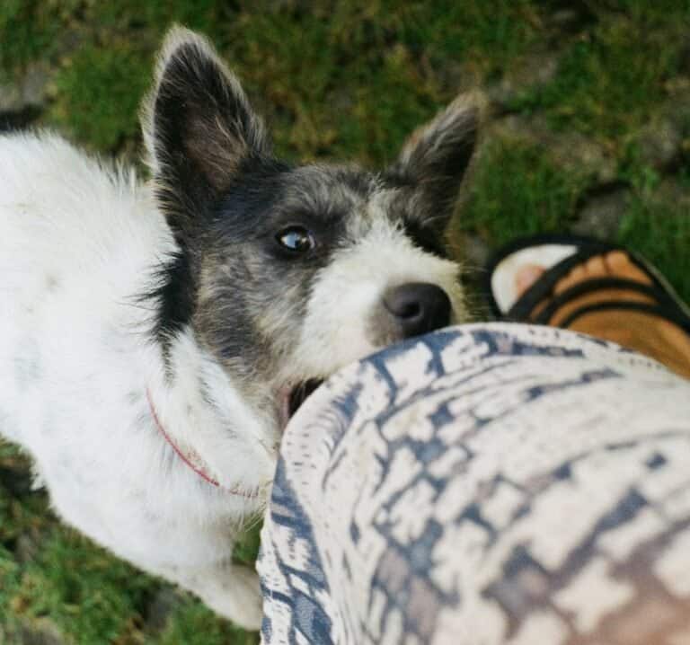 Why does my dog bite my sleeves? How do I get him to stop? dogpackr