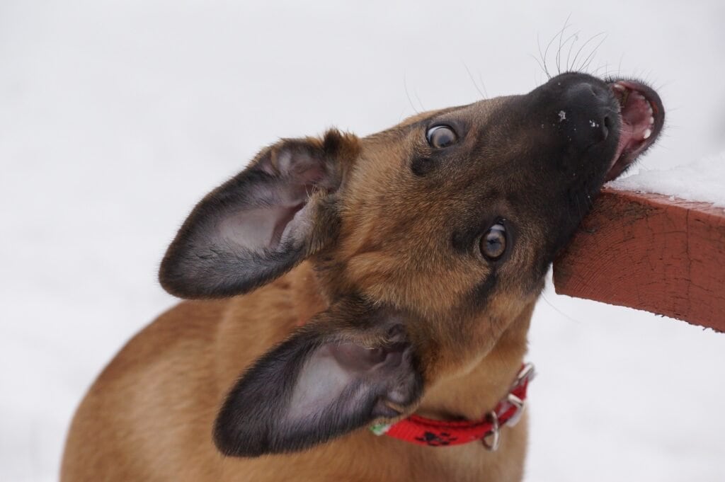 dogs "mouth" things to interact with them. it is one way they experience their world