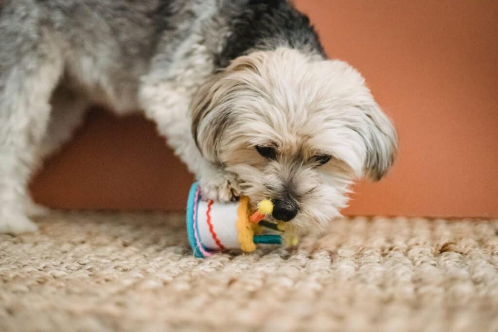 your dog might think some chew and squeak toys are really neat