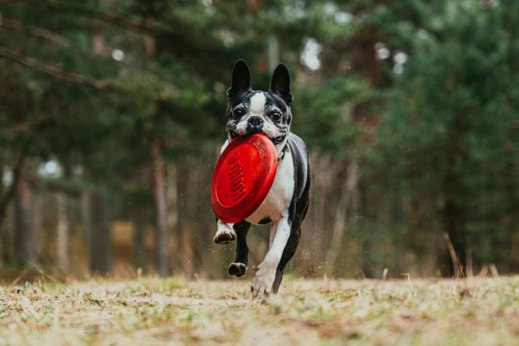 its not hard to see why your dog could be attached to this fun toy!