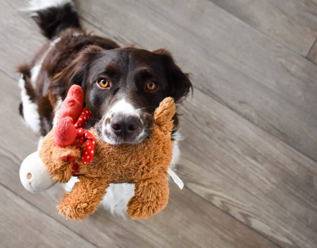 why is my dog so attached to her toy? there are a few reasons!