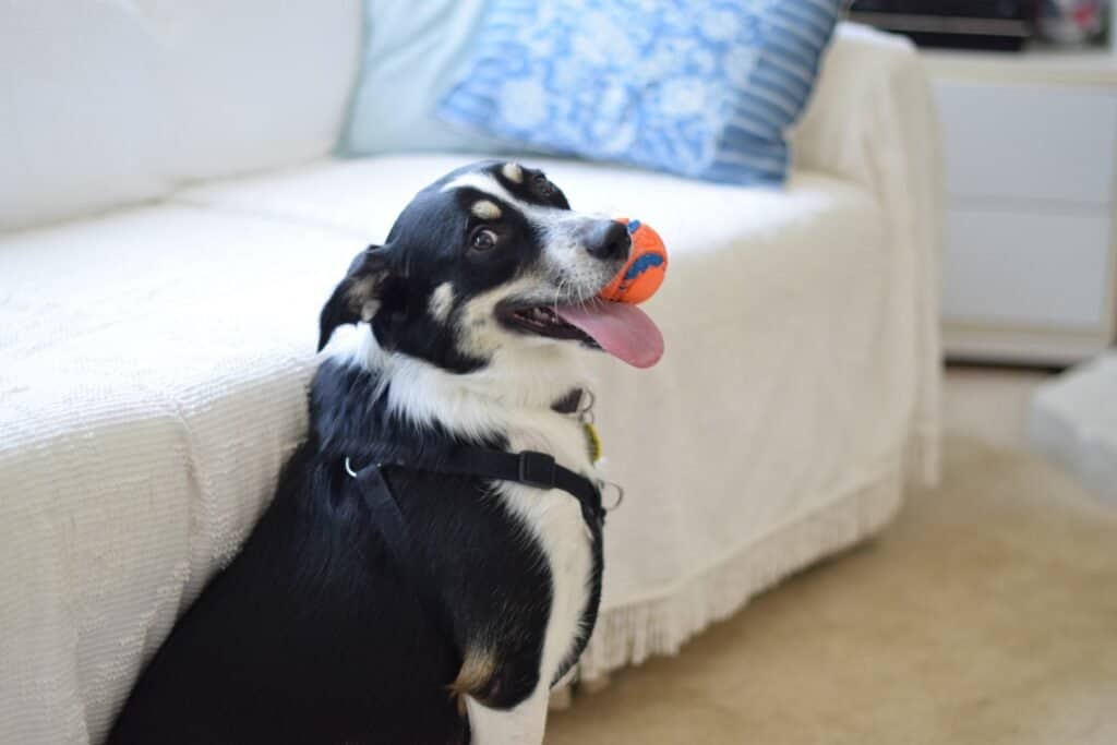 this dog is attached to her toy and carries it around everywhere