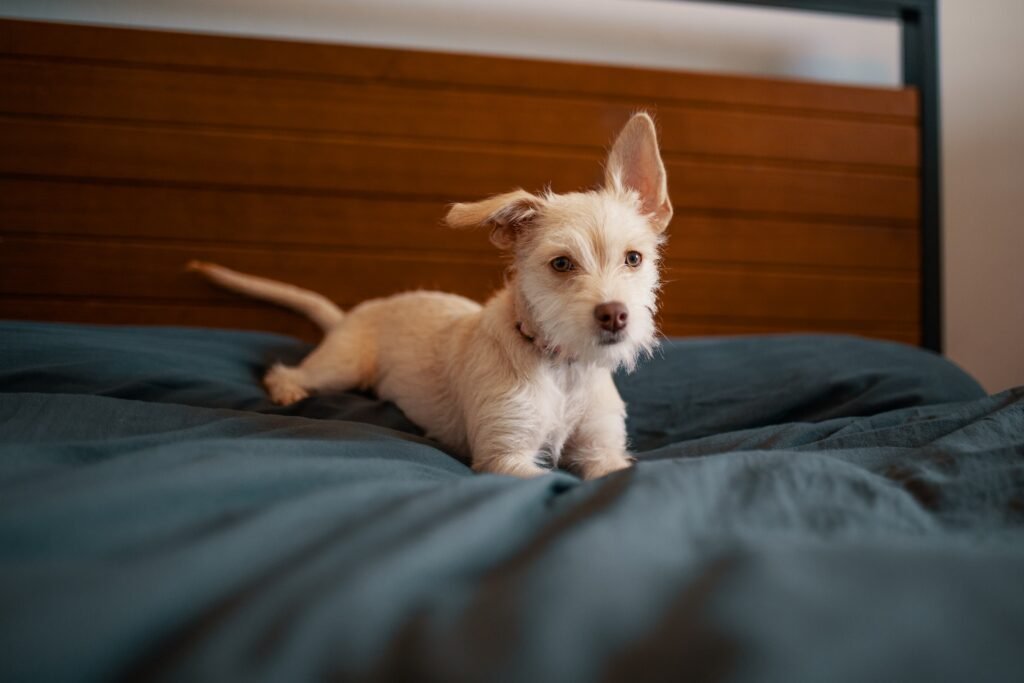 this puppy might have a hard time settling down for the night—lying down, but he's just heard something interesting!