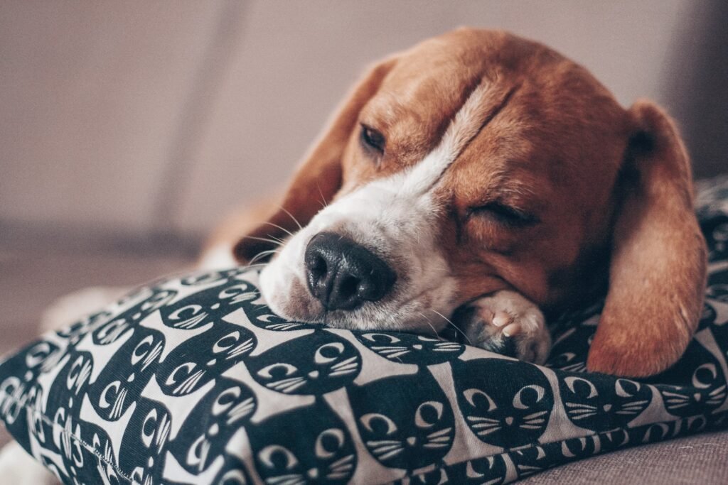 is your dog comfortable sleeping where he usually does?