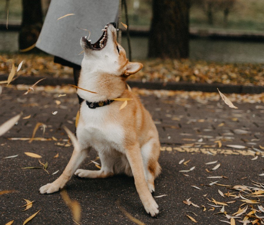 this dog's tantrum could be triggered by falling leaves—too many small, unpredictable things suddenly dancing around him