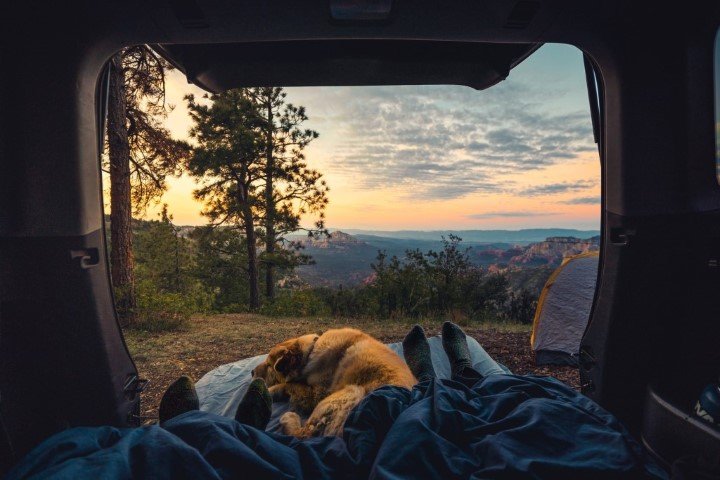 camping and hiking with dogs requires prep and gear, but is a great adventure