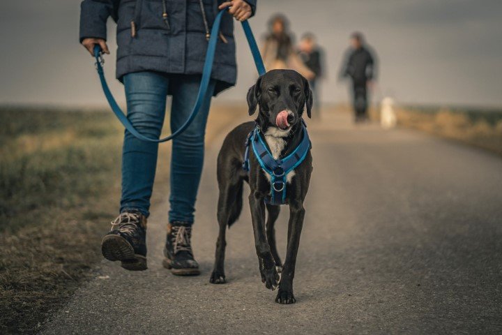 a leash and a collar or harness are essential equipment, even out in the country