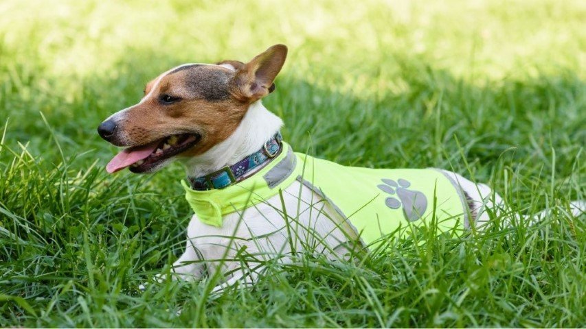 cooling vests are essential gear when hiking with dogs in the heat. keep them damp to keep your dog cool.