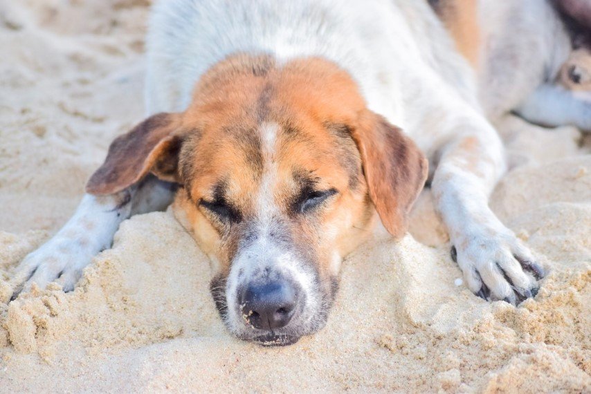 heat can tire out dogs just as much as us people—and all of us need to be wary of heatstroke