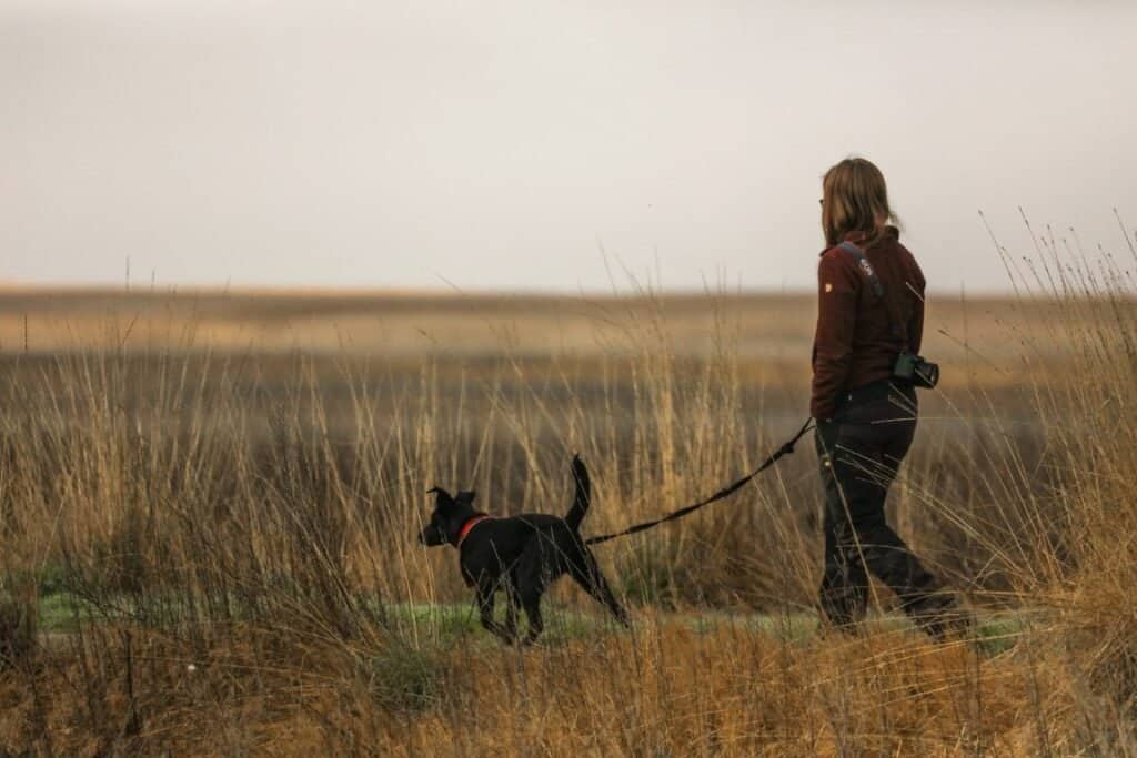 an excited dog outdoors. how many walks should your dog have a day?