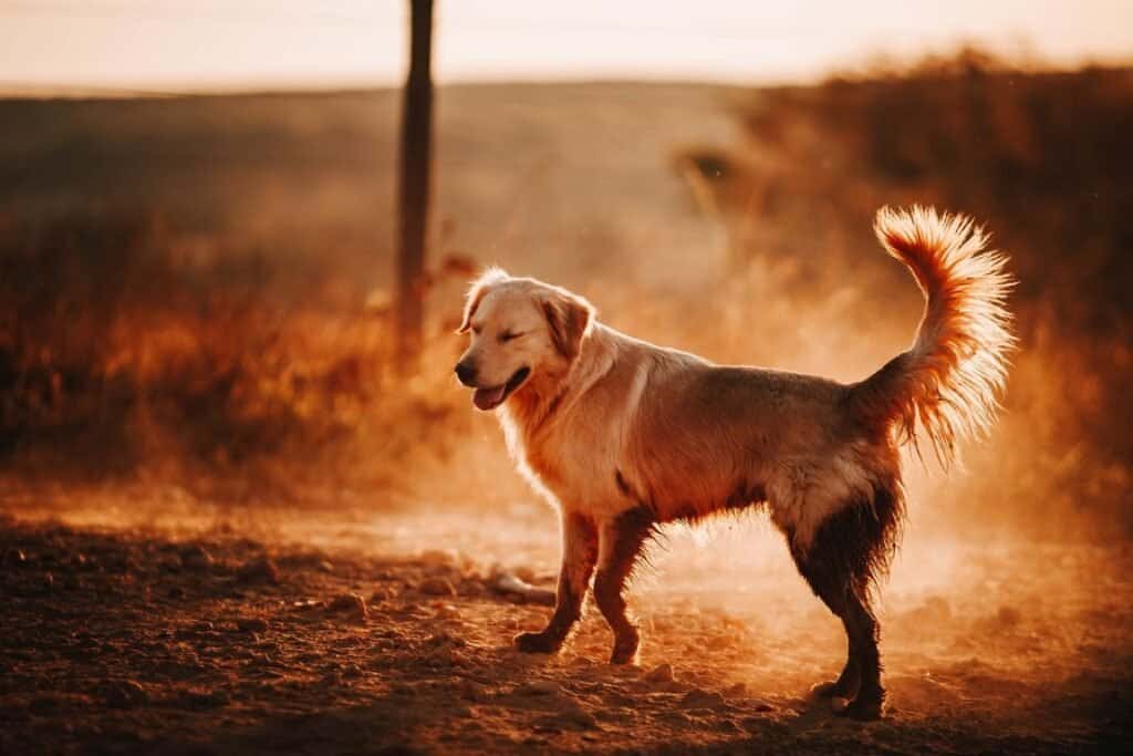 a golden retriever, glad to be out. many larger breeds need plenty of exercise