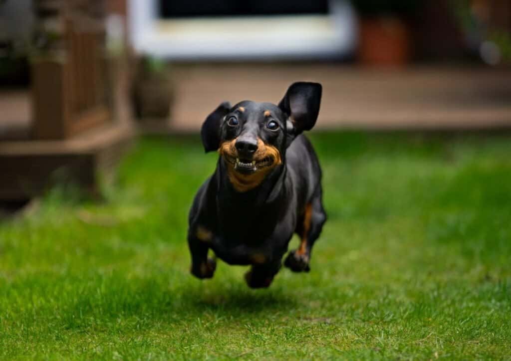 many smaller breeds need only half an hour of exercise a day. this dachshund is super energetic and will probably need more