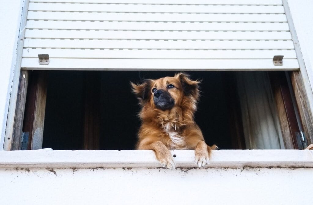 should your dog have walks on a day when it's just too hot? It may be better to exercise indoors toda.