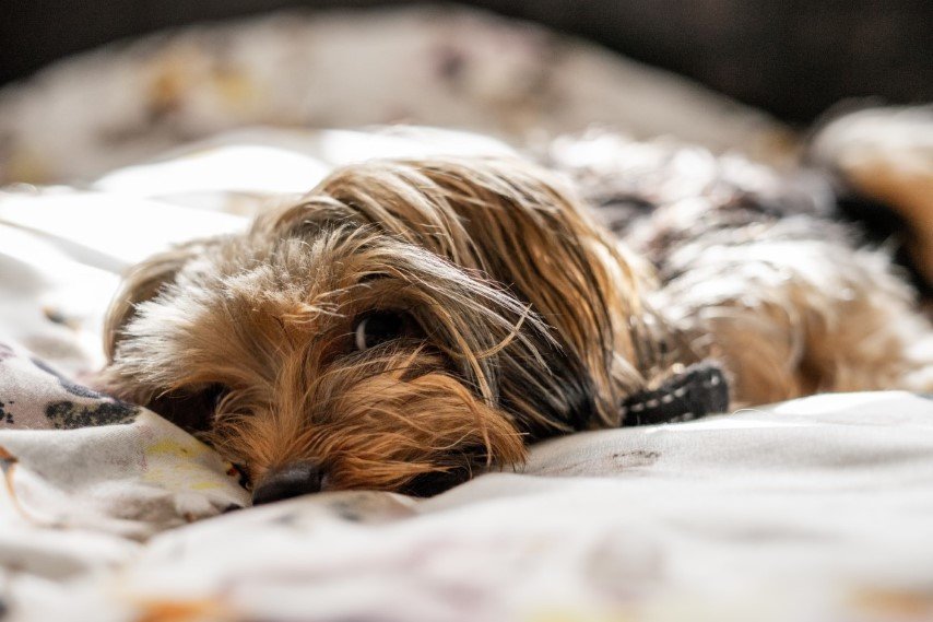if your puppy doesn't get enough sleep, that can mean behavioral problems