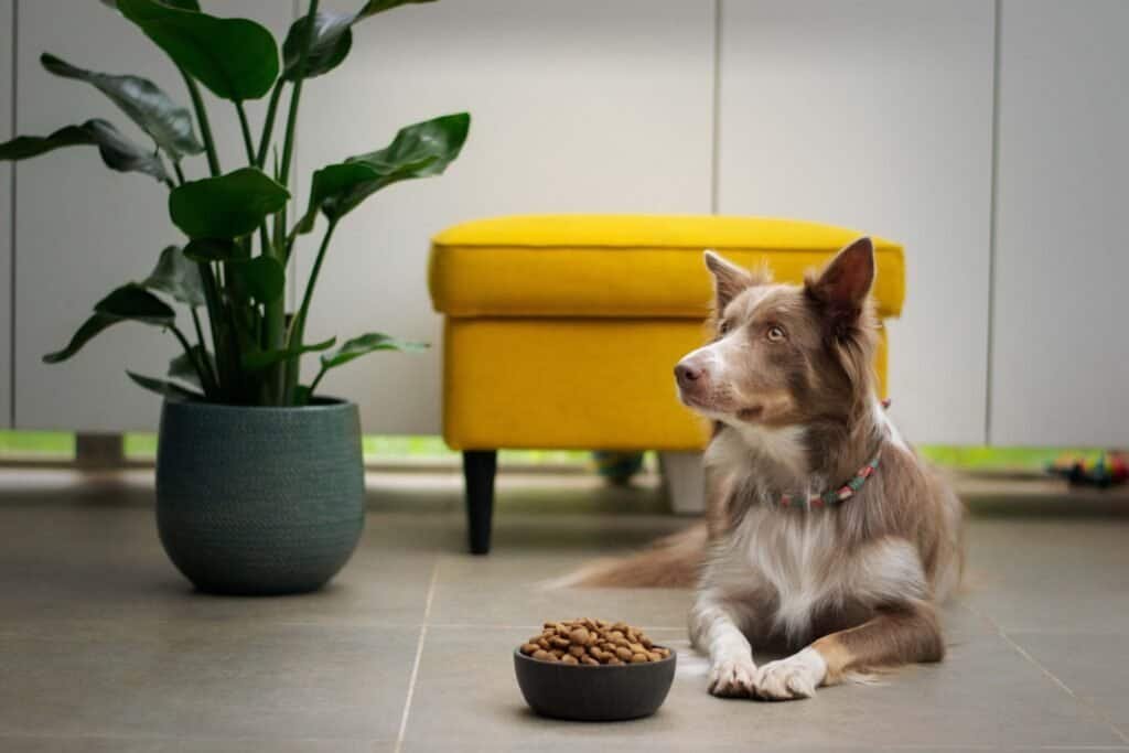 is your dog refusing to eat dog food?
