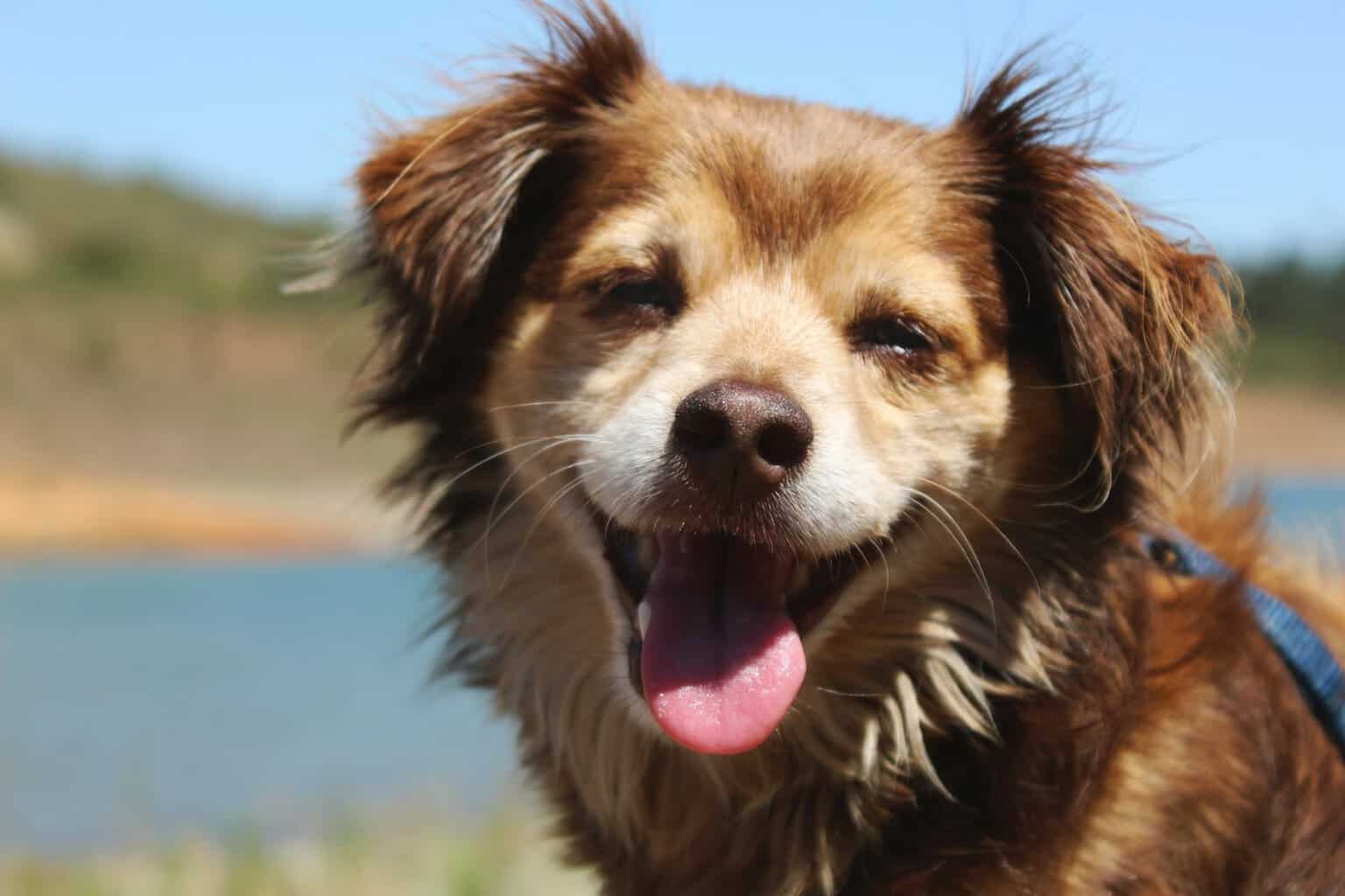 how can you tell if your dog is happy