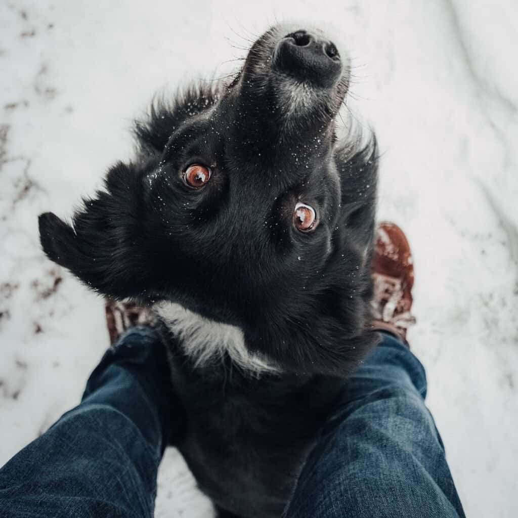 how long can a dog walk in snow?