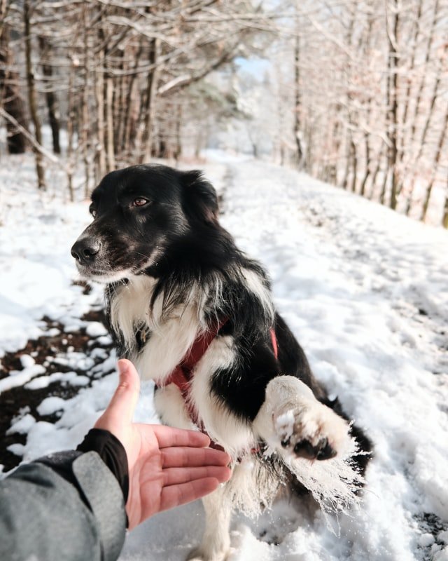 dog showing his paw after a long walk in the snow