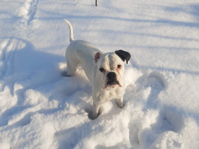 A smaller dog, or one with very short coats, will not be able to walk in the snow for too long.