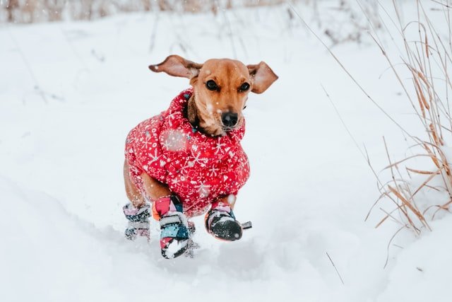 this small dog is well protected—he's ready for a hike in the snow!