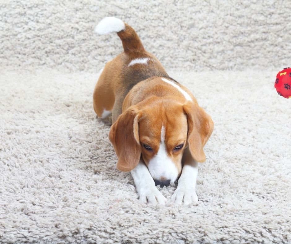 how to stop a dog from digging at the carpet