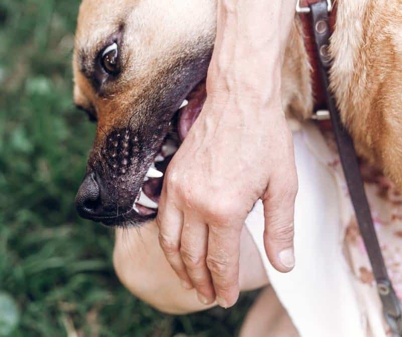 How to stop overstimulated dog biting