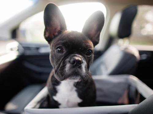 my puppy hates the crate in my car - what can I do?
