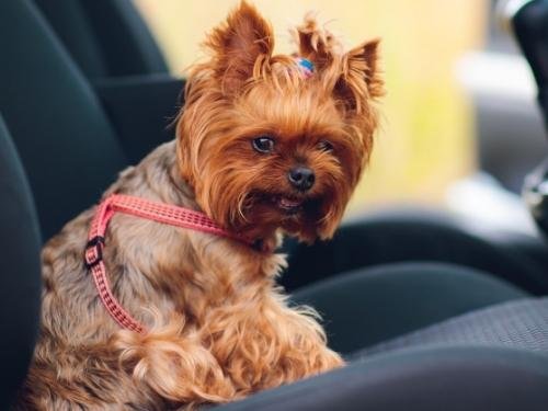 does your puppy hate your car and the crate in it? the destination might explain it