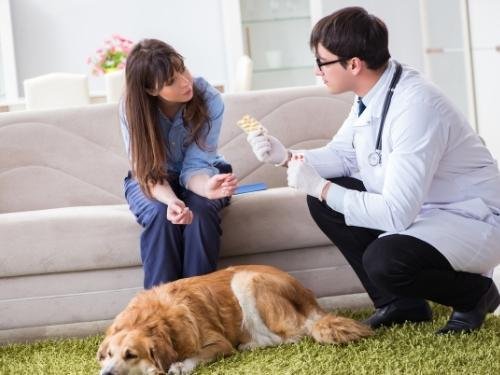 vet advising dogs owner on pancreatitis treatment