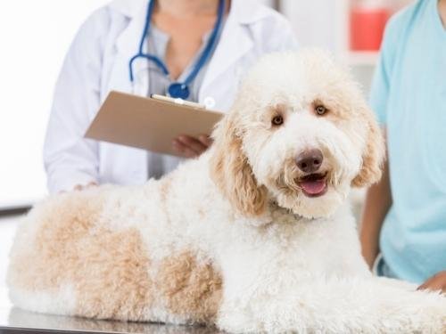 Your vet will provide you with a pancreatitis treatment plan for your dog.
