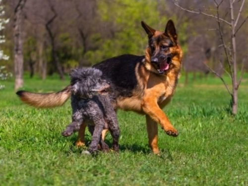 If your dog is hyper around other dogs, fights could happen.