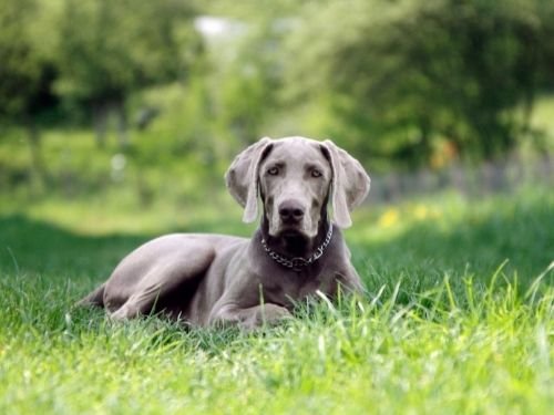 calm dog in lawn