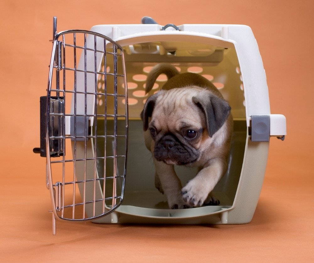 If dogs don't get tired of whining, it might be time for a trip to the vet.