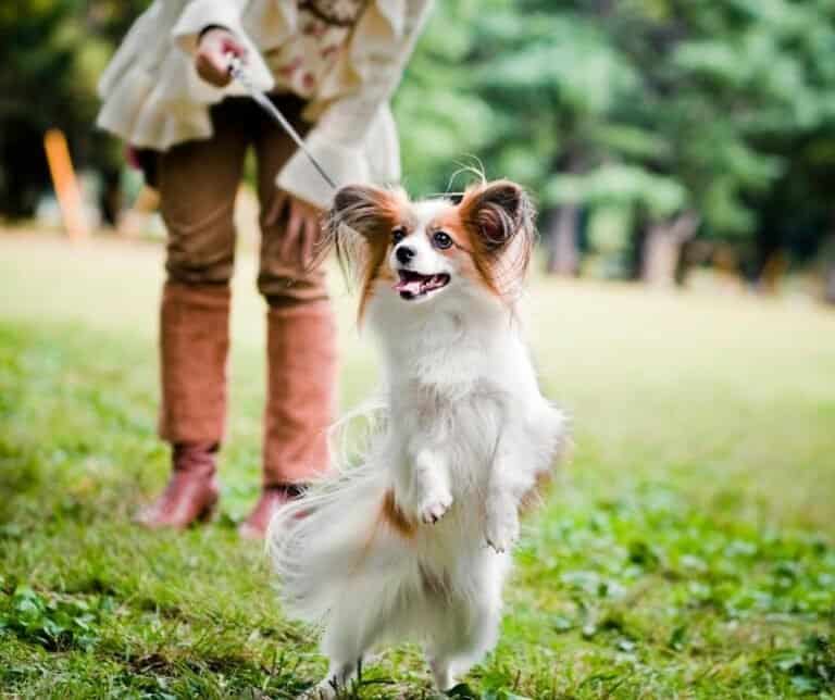 My dog is overstimulated after a walk, what do I do? dogpackr