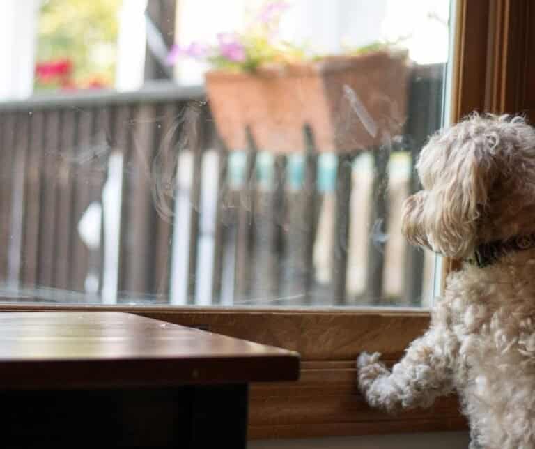 My dog is overstimulated after a walk, what do I do? dogpackr