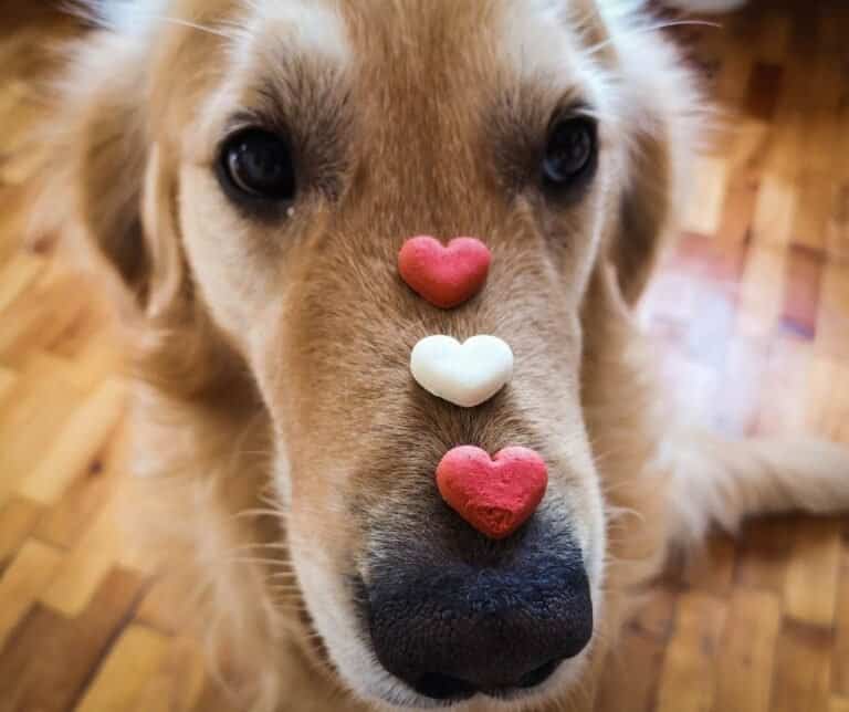 My dog is obsessed with other dogs! How can I make him stop? dogpackr