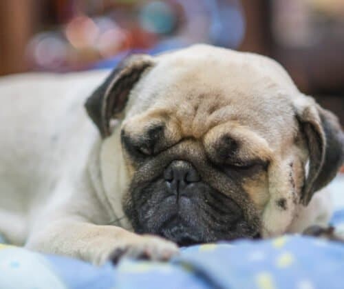 gabapentin dog panting at night