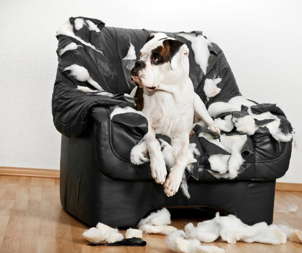 bored dog symptoms like tearing up furniture