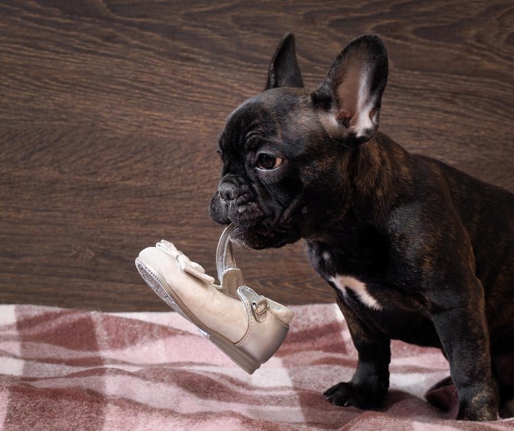 bored dog symptoms include chewing shoes