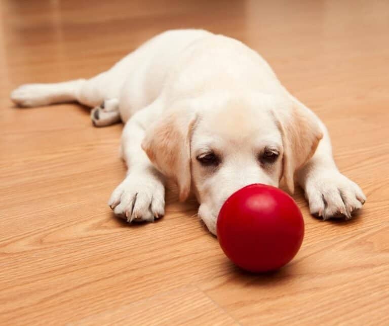 Why won’t my puppy play with me? dogpackr
